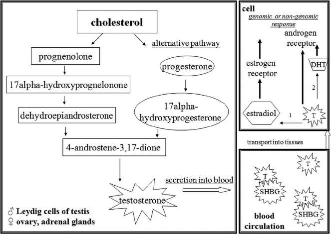 Click image for larger version

Name:	Testosterone-metabolism-Testosterone-is-a-steroid-hormone-metabolized-from-cholesterol.png
Views:	156
Size:	62.3 KB
ID:	133858